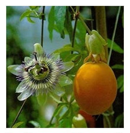 A passiflora e o seu fruto maracujá