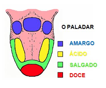 O paladar